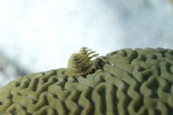 Christmas Tree worms on a brain coral,D200... by Michael Foulds 